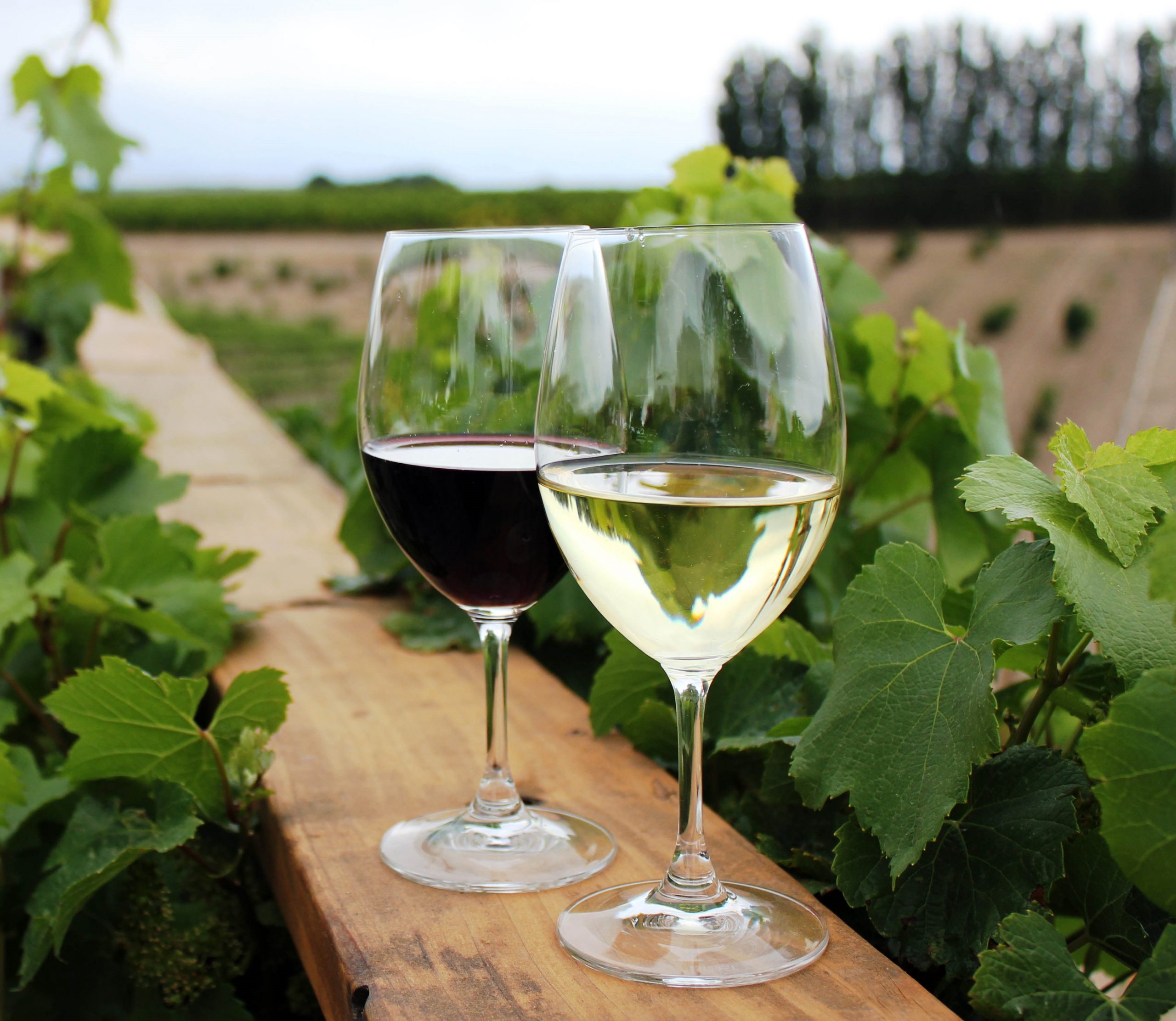 Wine glasses