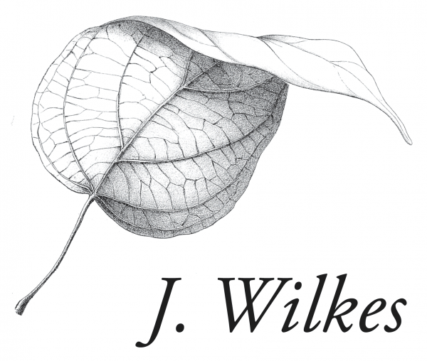 J. Wilkes 2019 Cabernet Sauvignon - Image 2